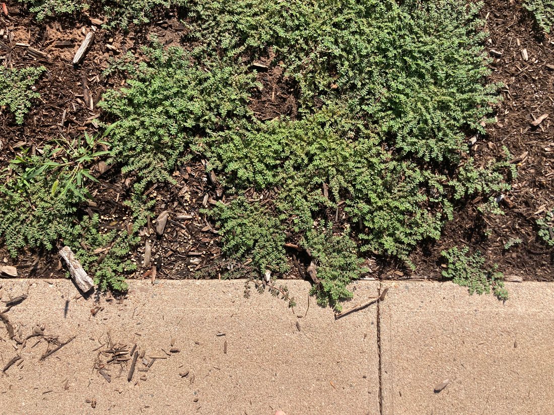noedit essay illustration: a ramble on brambles and backyard weeds